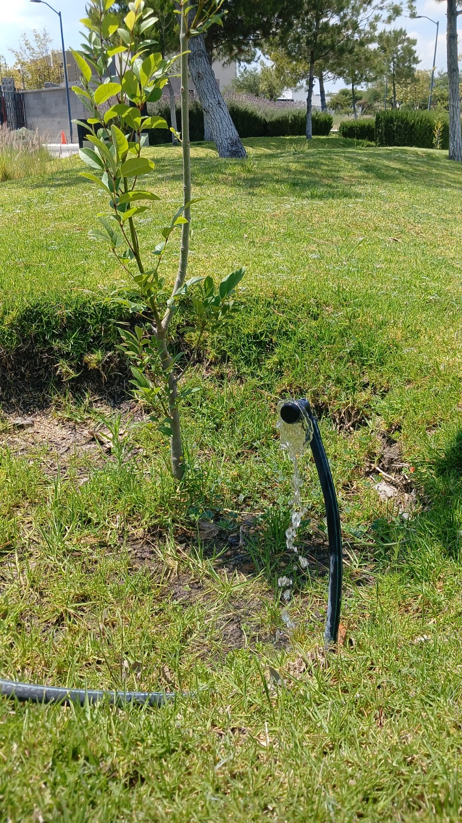 Jardinería